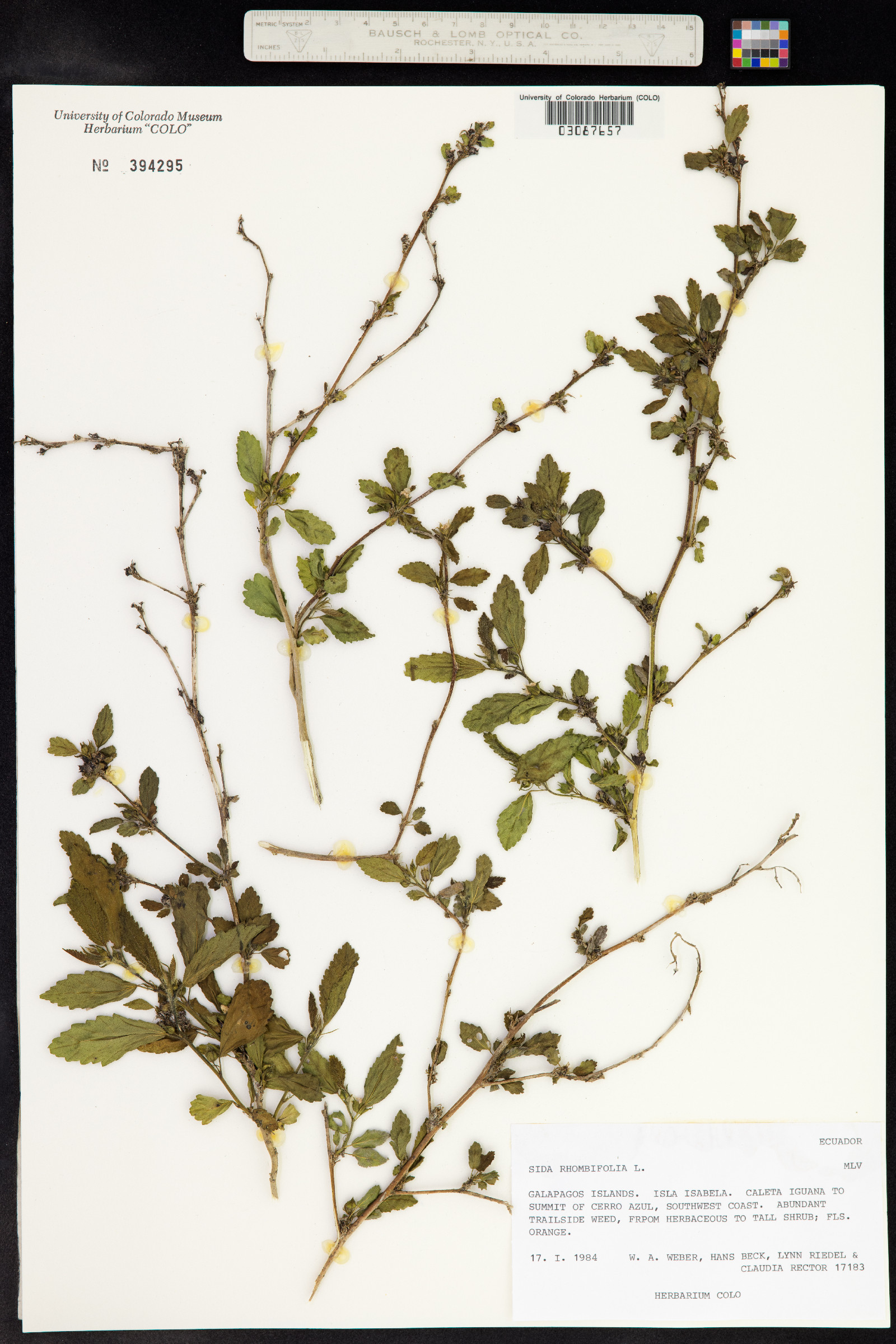 Sida rhombifolia image