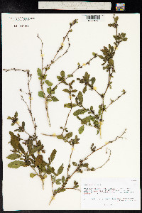 Sida rhombifolia image