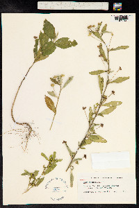 Sida rhombifolia image