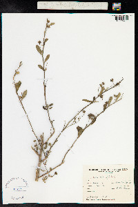 Sida rhombifolia image