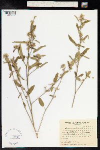 Sida rhombifolia image