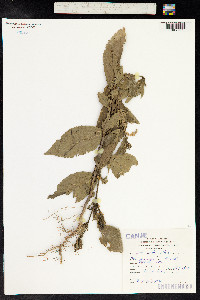 Sida acuta image