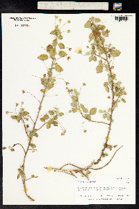 Sida fallax image