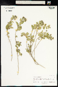 Sida fallax image