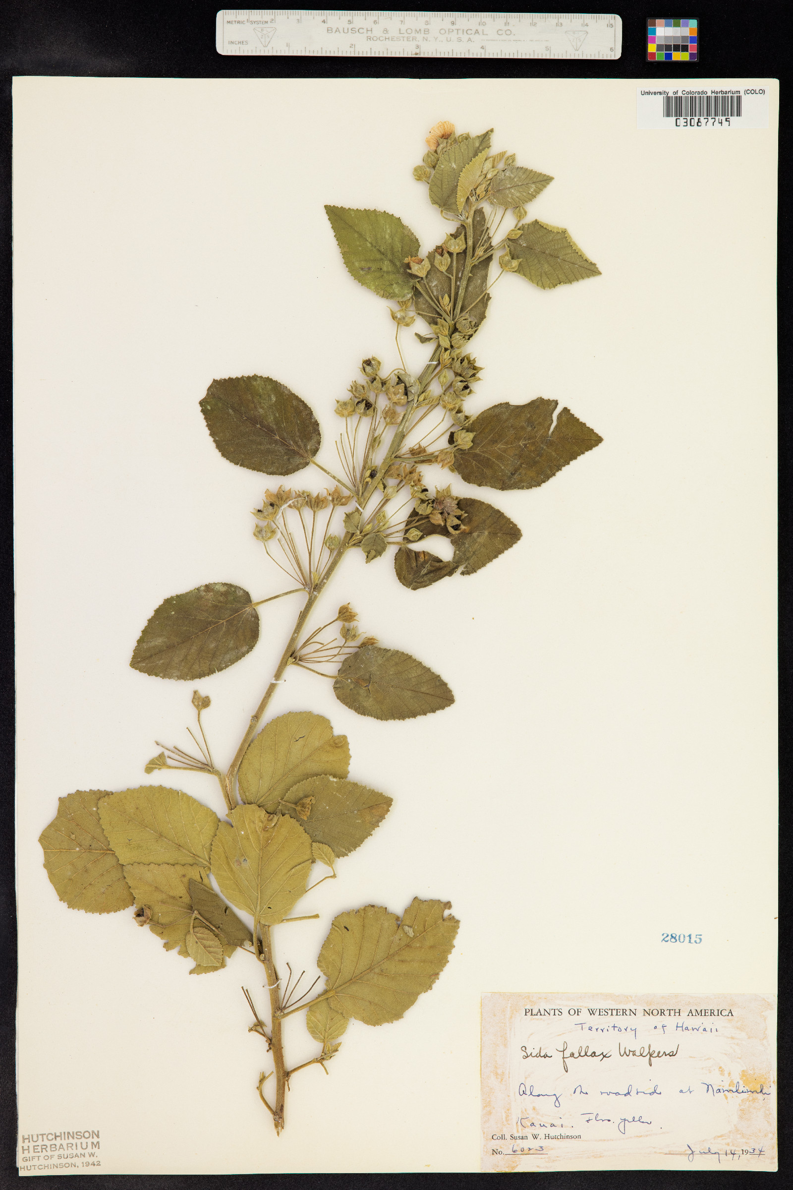 Sida fallax image