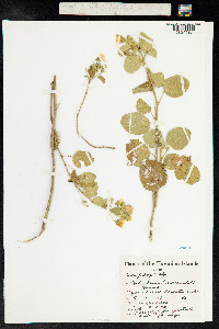 Sida fallax image