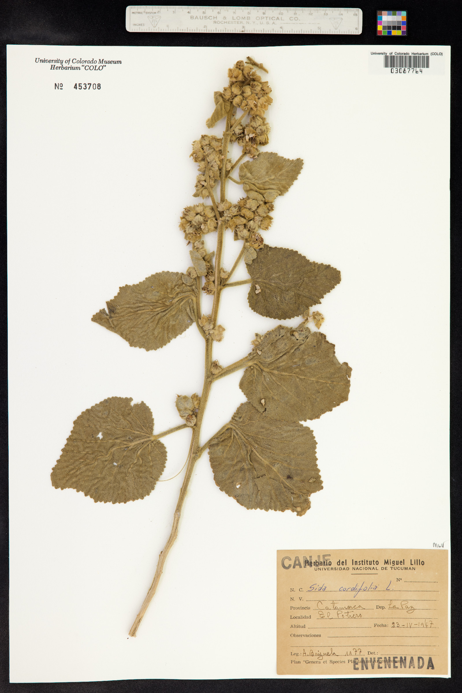 Sida cordifolia image