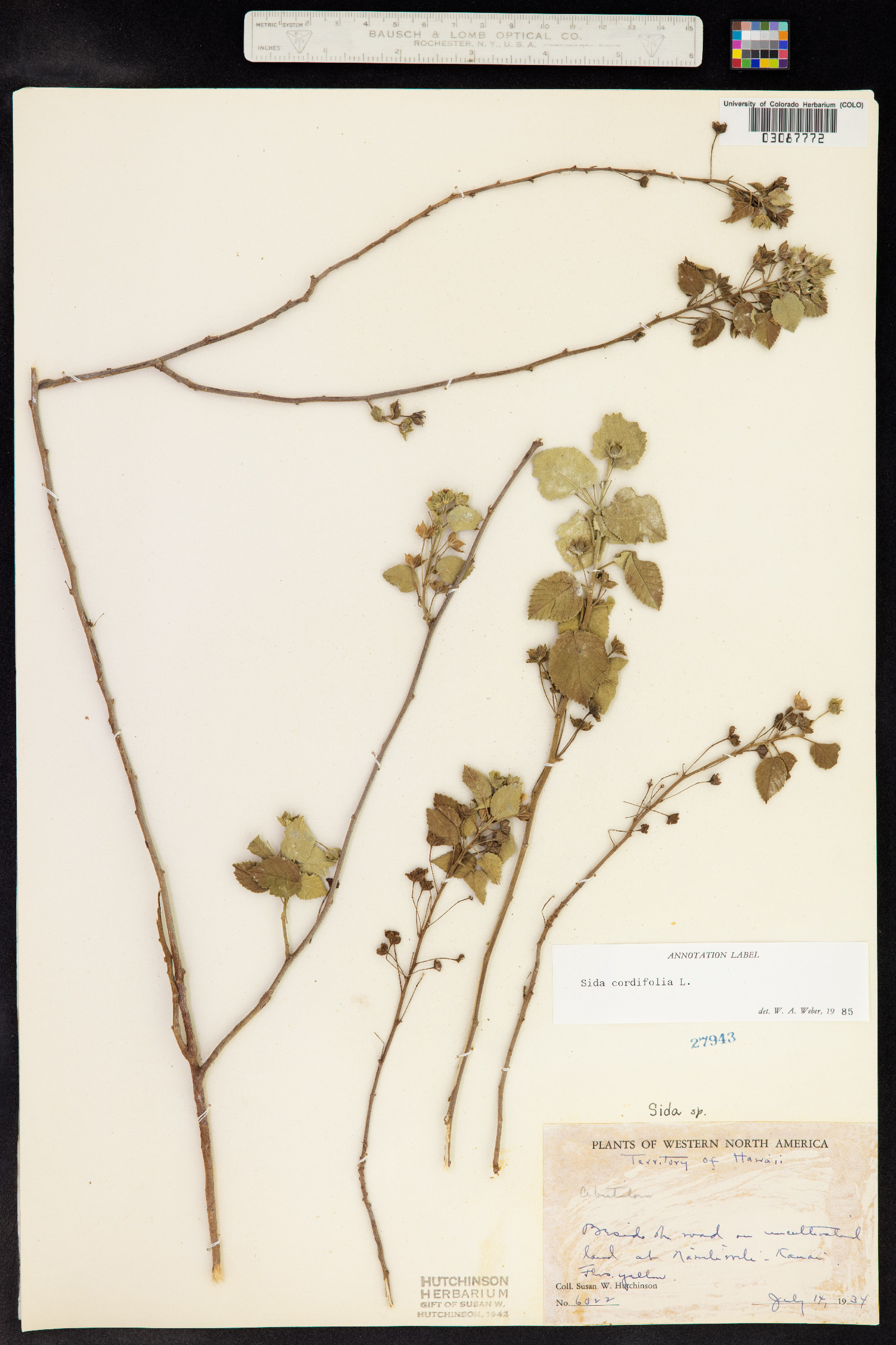 Sida cordifolia image