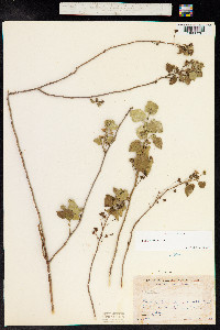 Sida cordifolia image