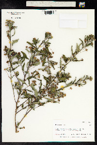 Sida acuta image