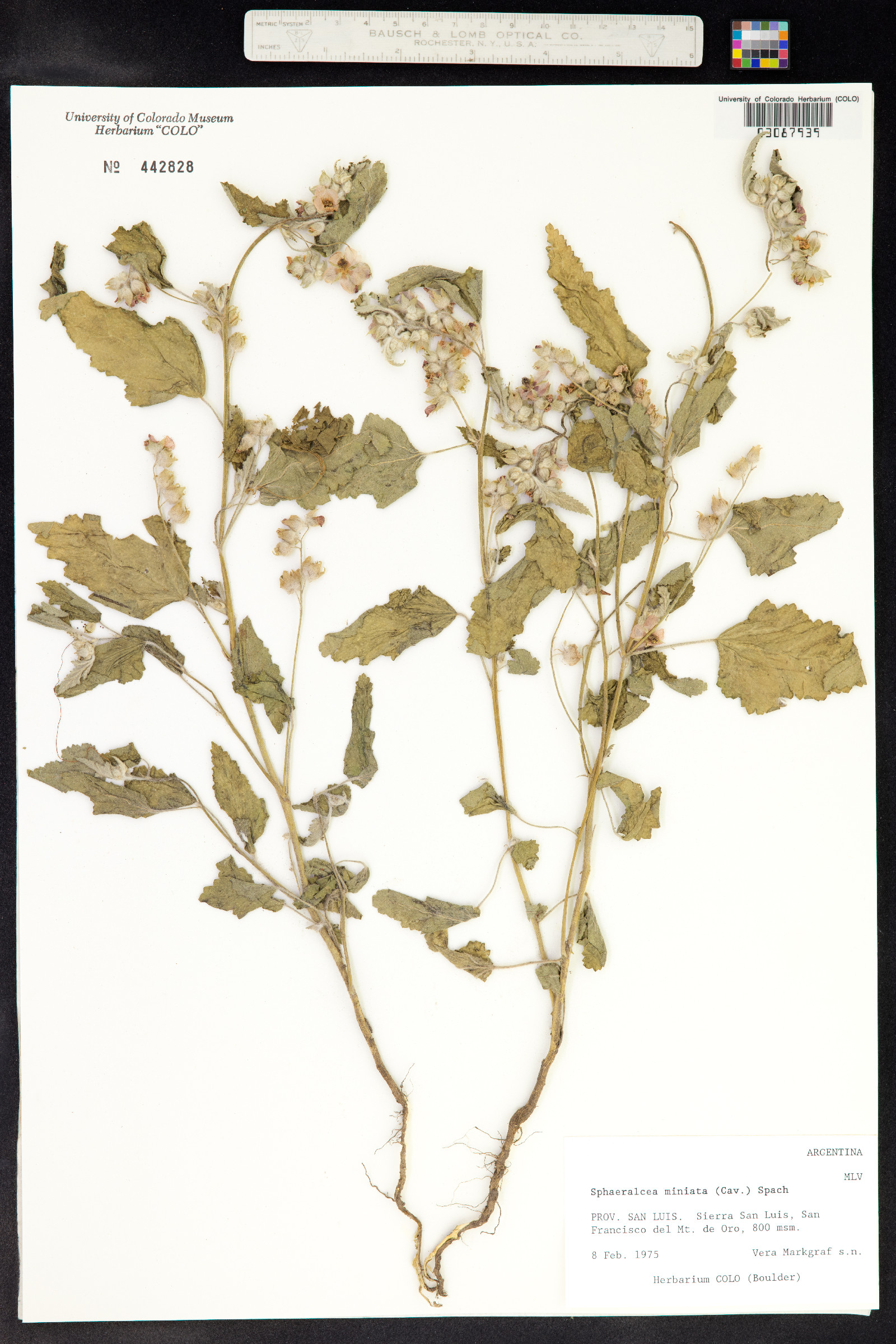Sphaeralcea bonariensis image