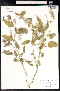 Sphaeralcea bonariensis image