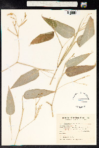 Maranta arundinacea image