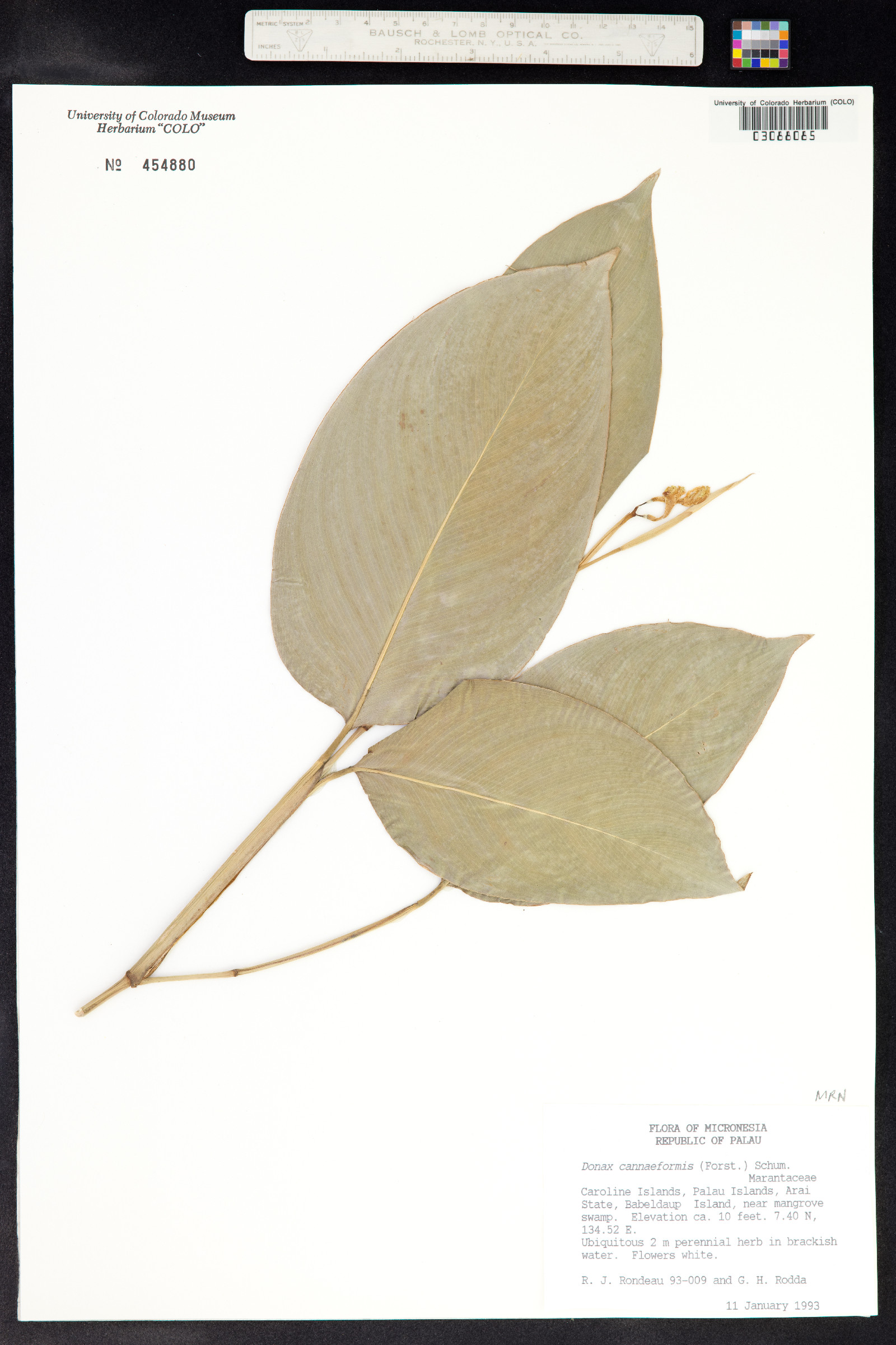 Donax canniformis image