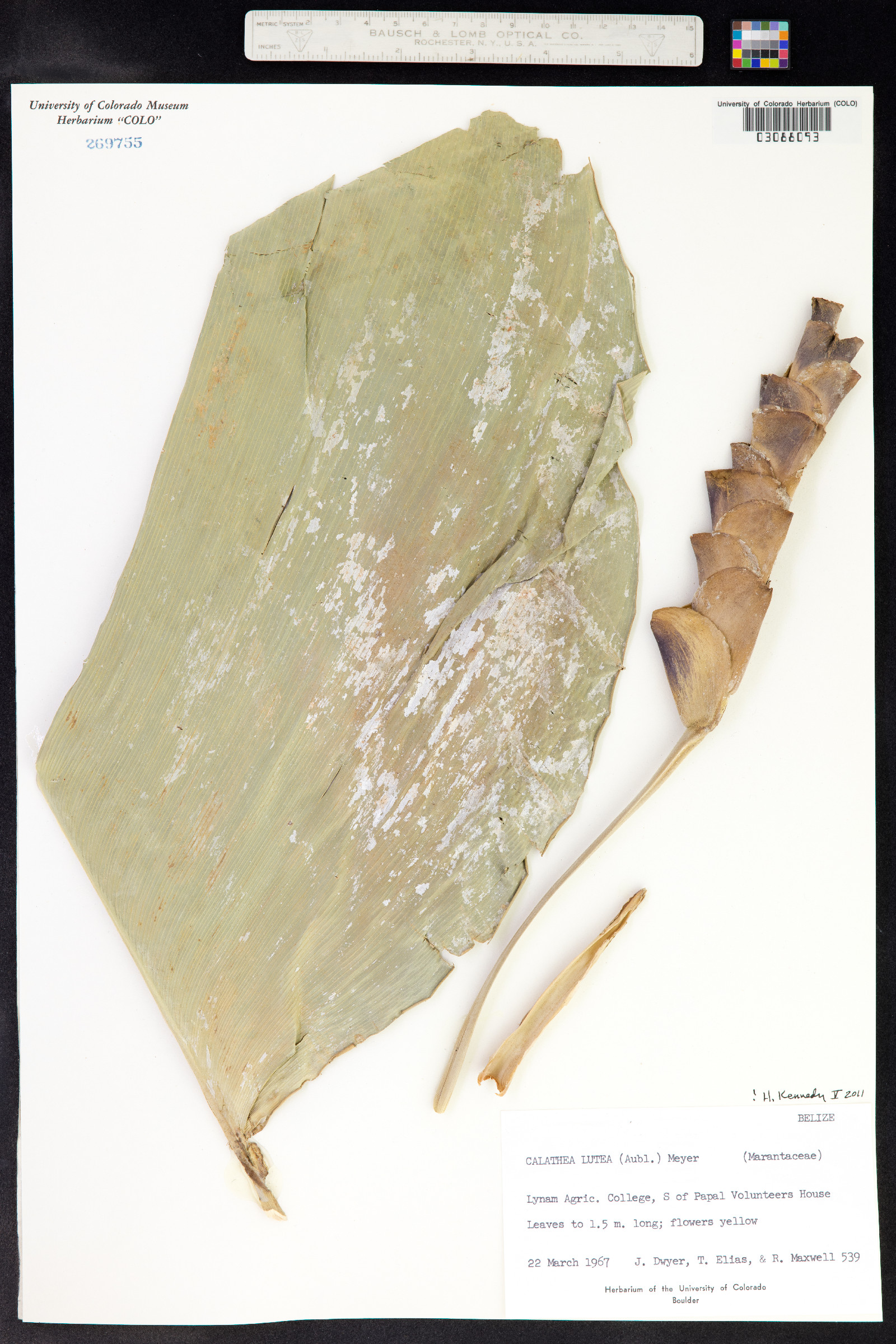 Calathea lutea image