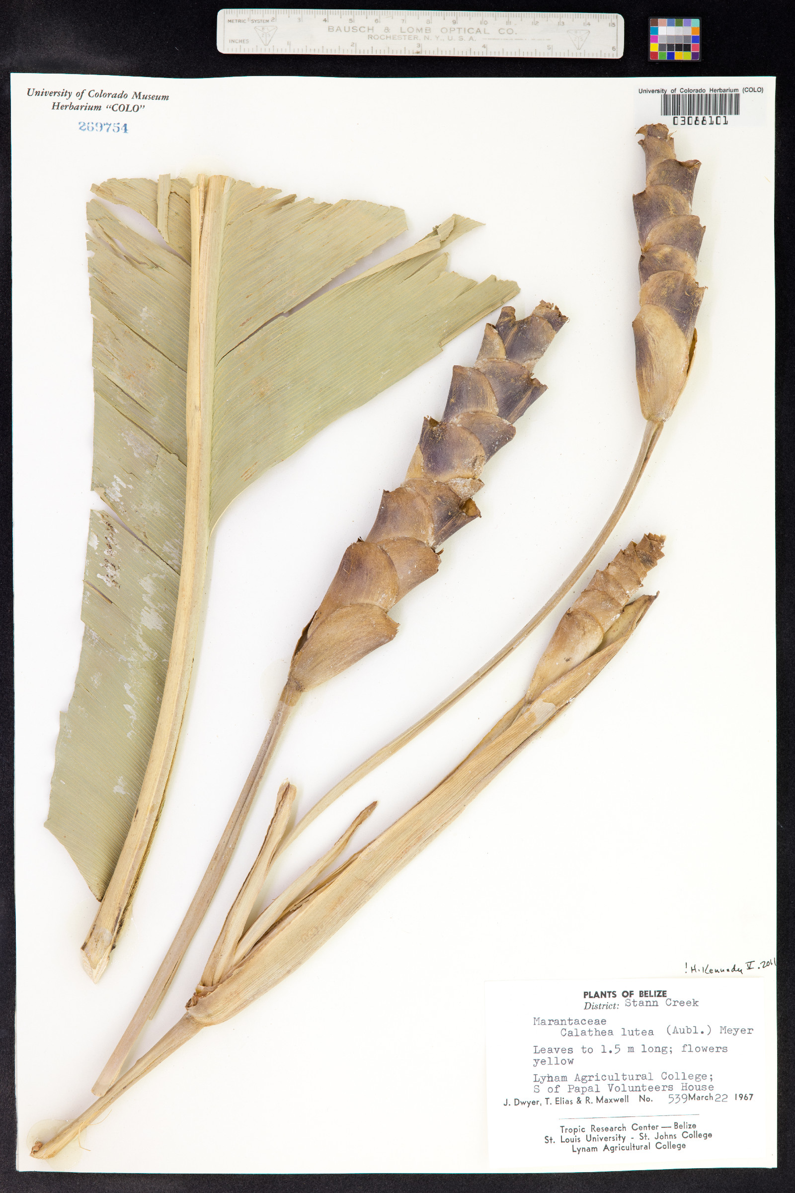 Calathea lutea image