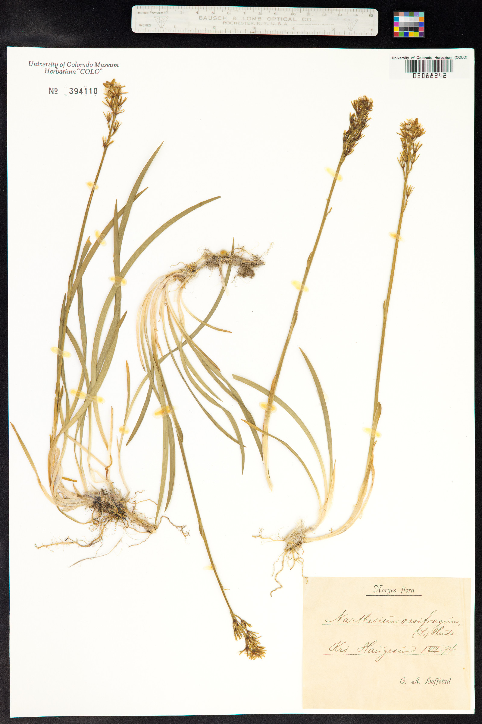 Narthecium ossifragum image