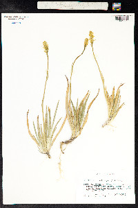 Narthecium ossifragum image