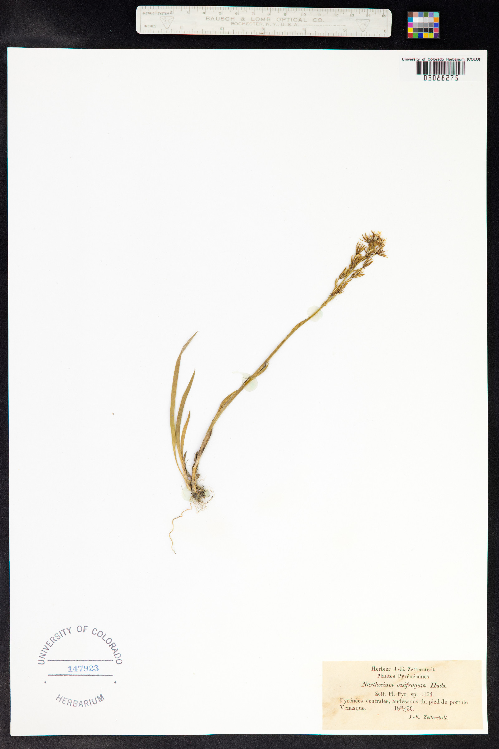 Tofieldiaceae image