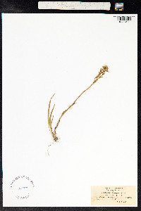Narthecium ossifragum image