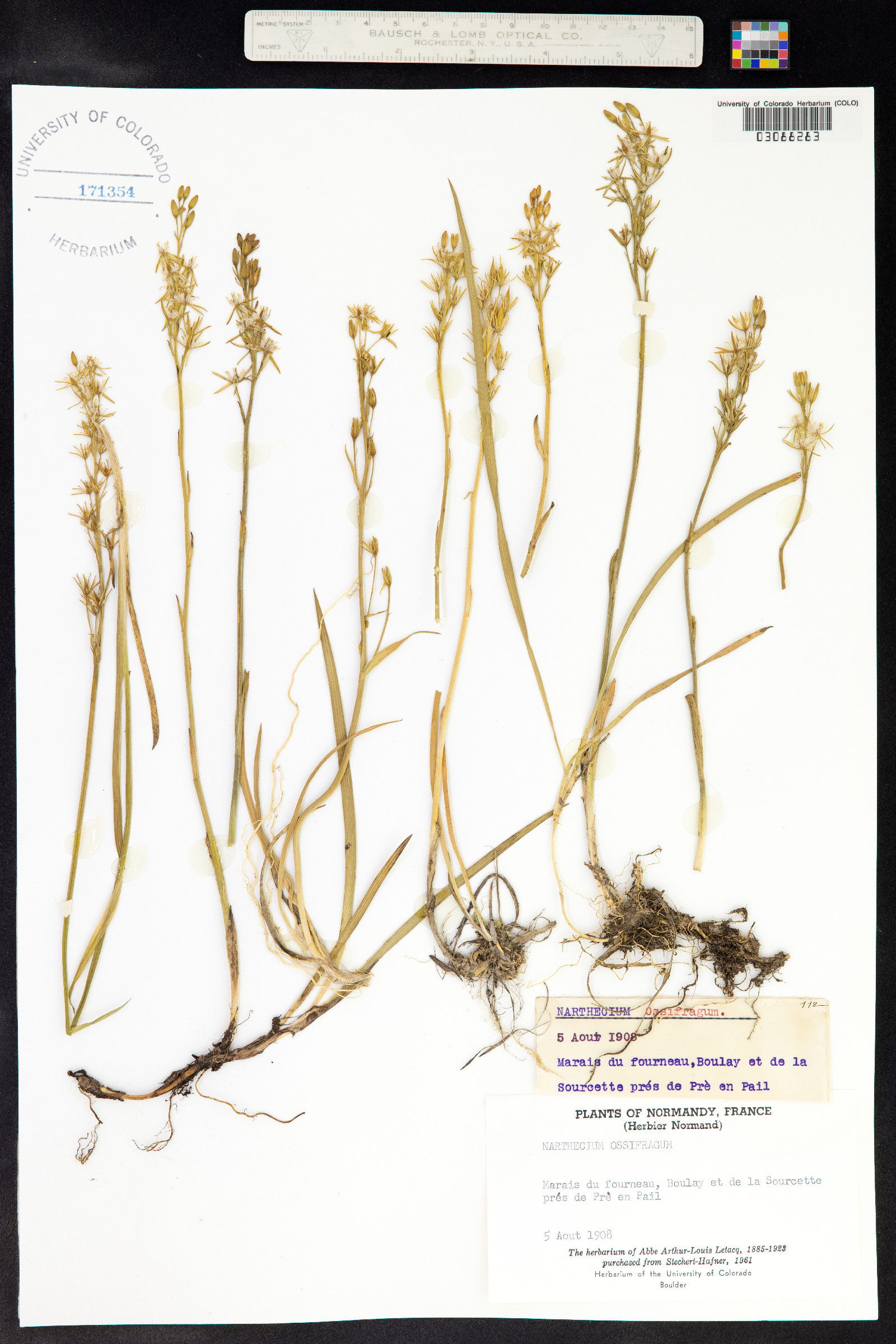 Tofieldiaceae image