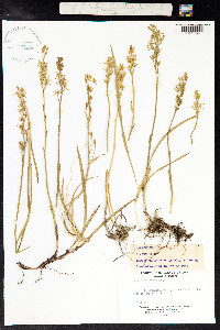 Narthecium ossifragum image