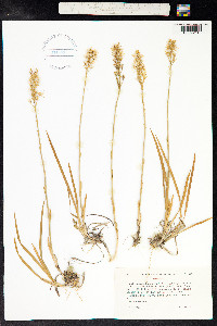 Narthecium ossifragum image