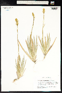 Narthecium ossifragum image