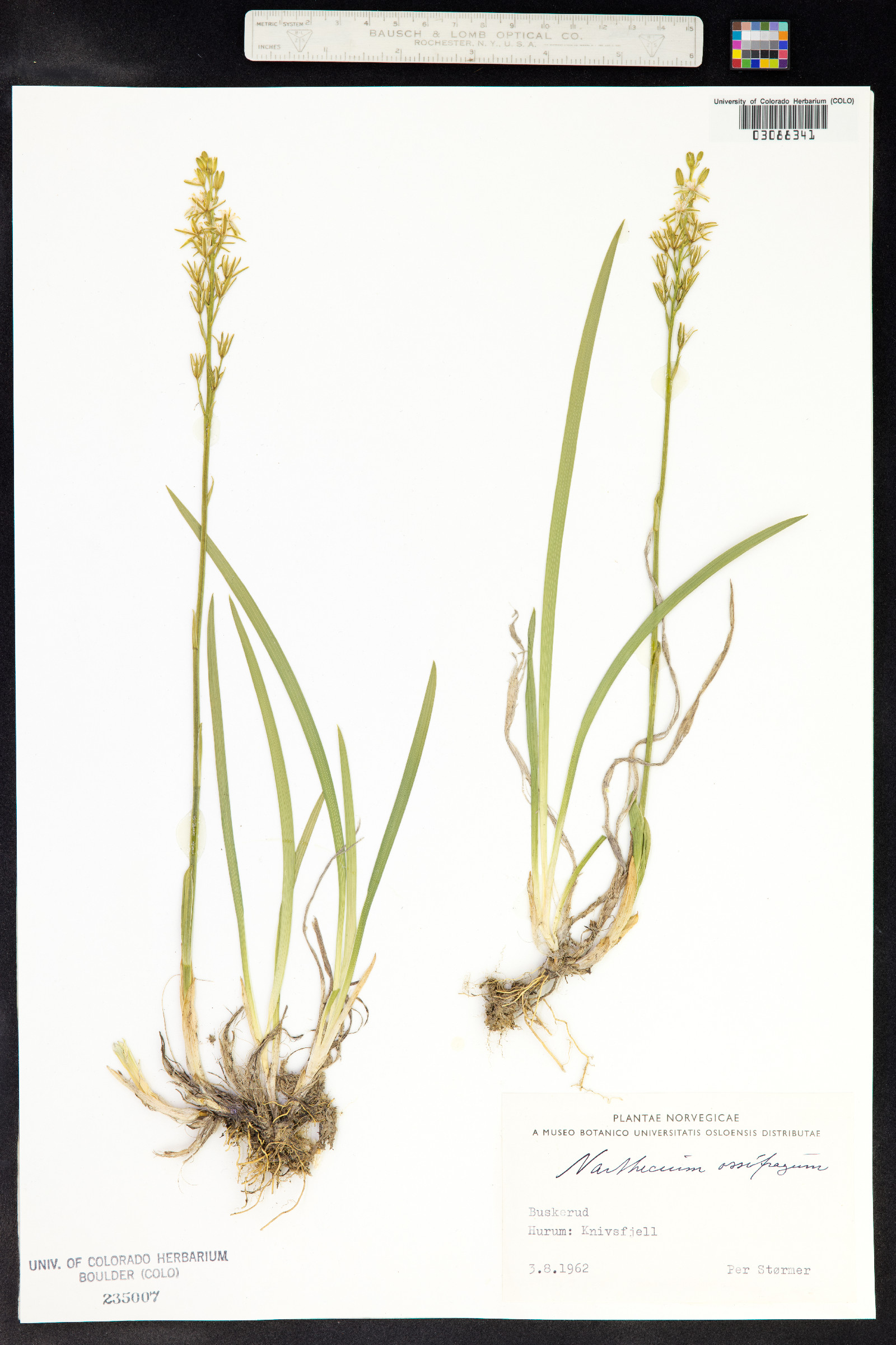 Narthecium ossifragum image