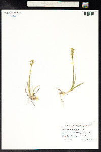 Narthecium ossifragum image