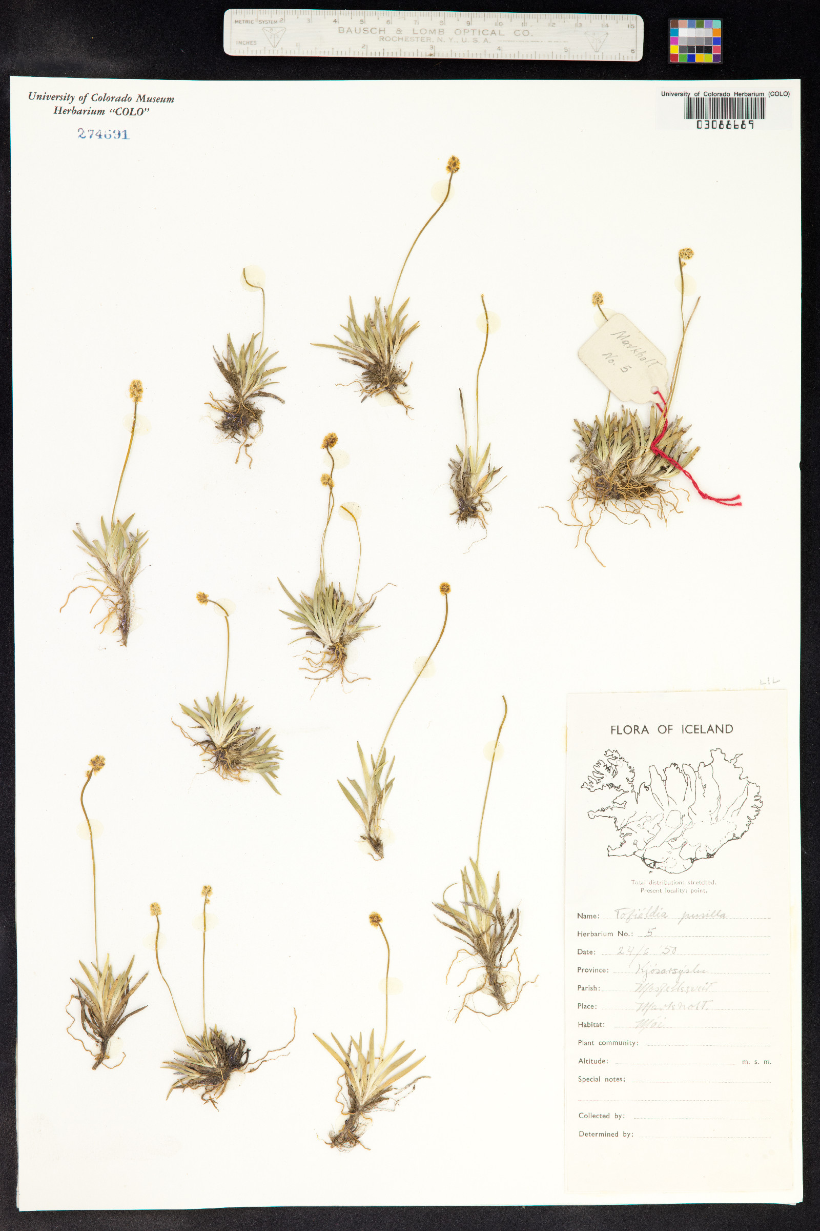 Tofieldia pusilla image