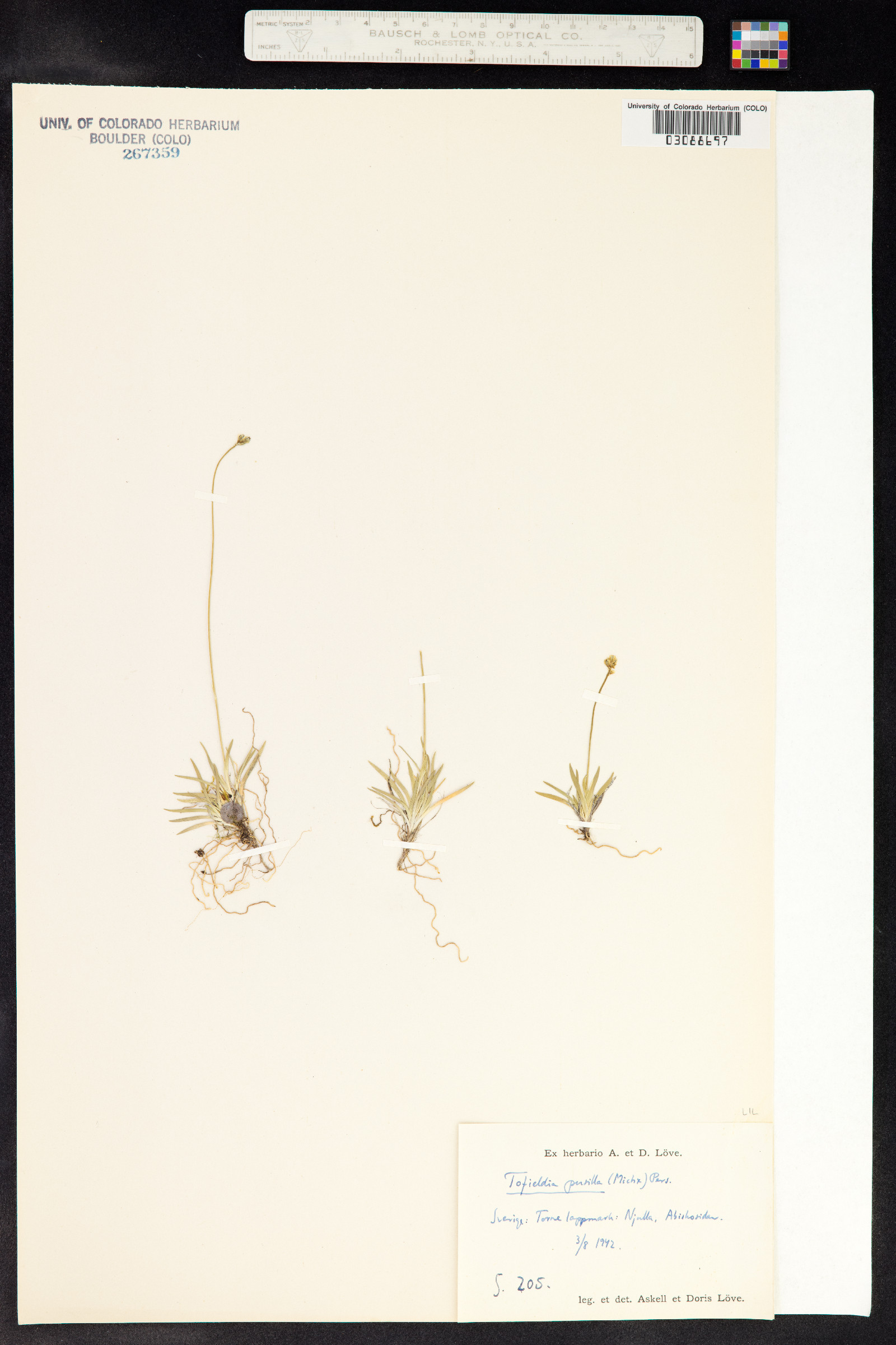 Tofieldia pusilla image