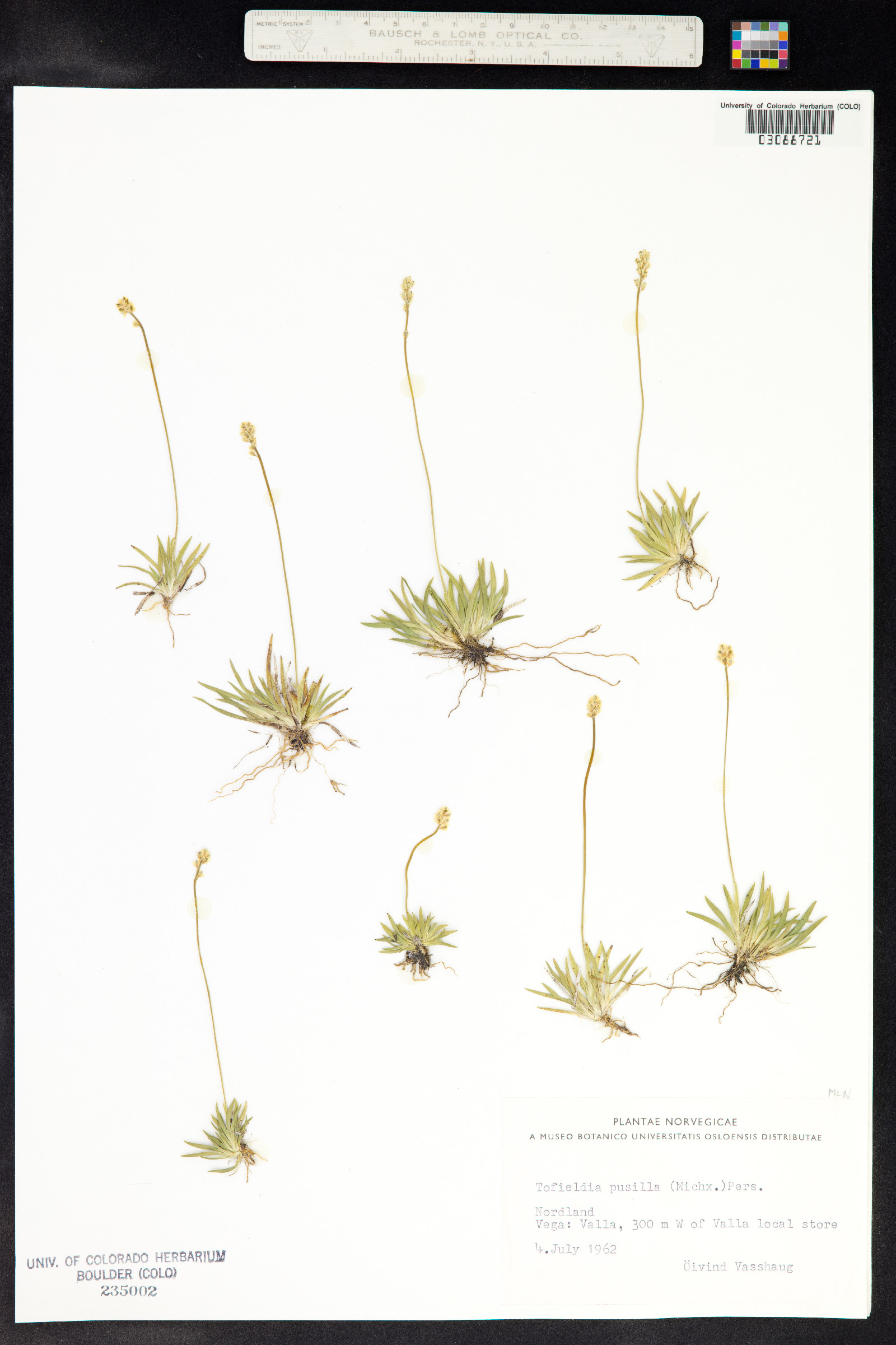 Tofieldia pusilla image