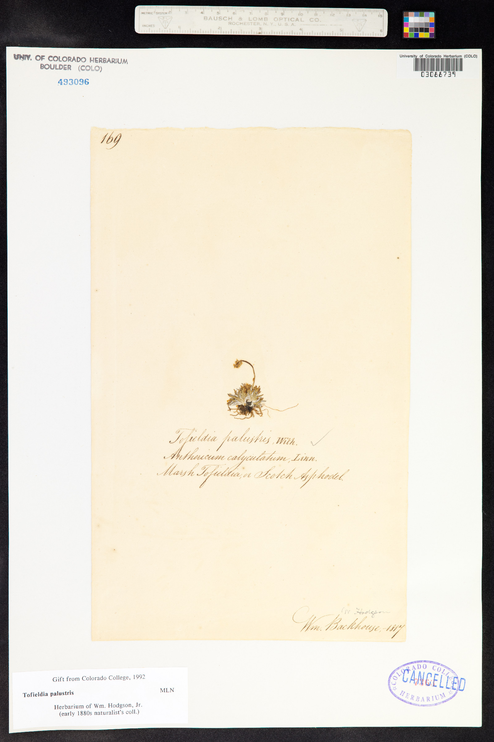 Tofieldia pusilla image