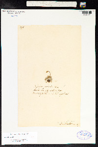 Tofieldia pusilla image