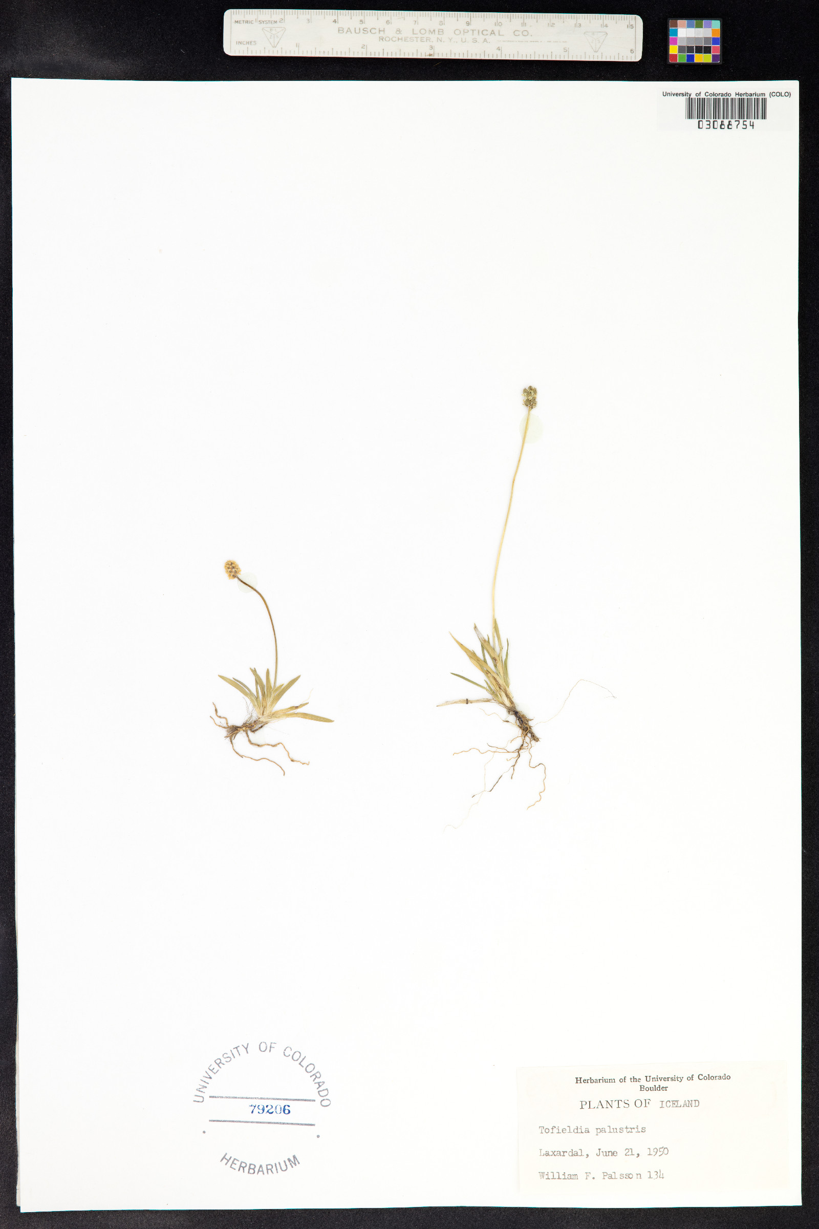 Tofieldia pusilla image