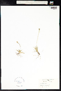 Tofieldia pusilla image