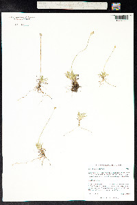 Tofieldia pusilla image