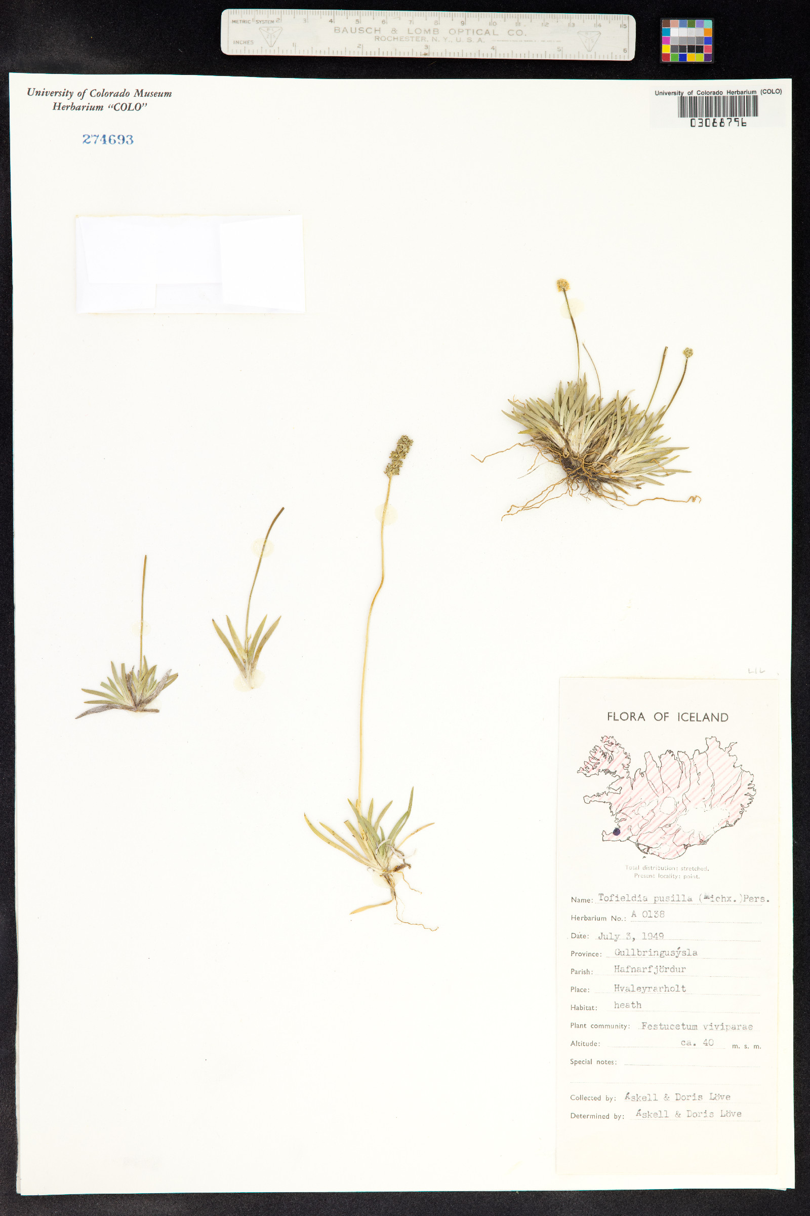 Tofieldia pusilla image