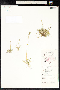 Tofieldia pusilla image