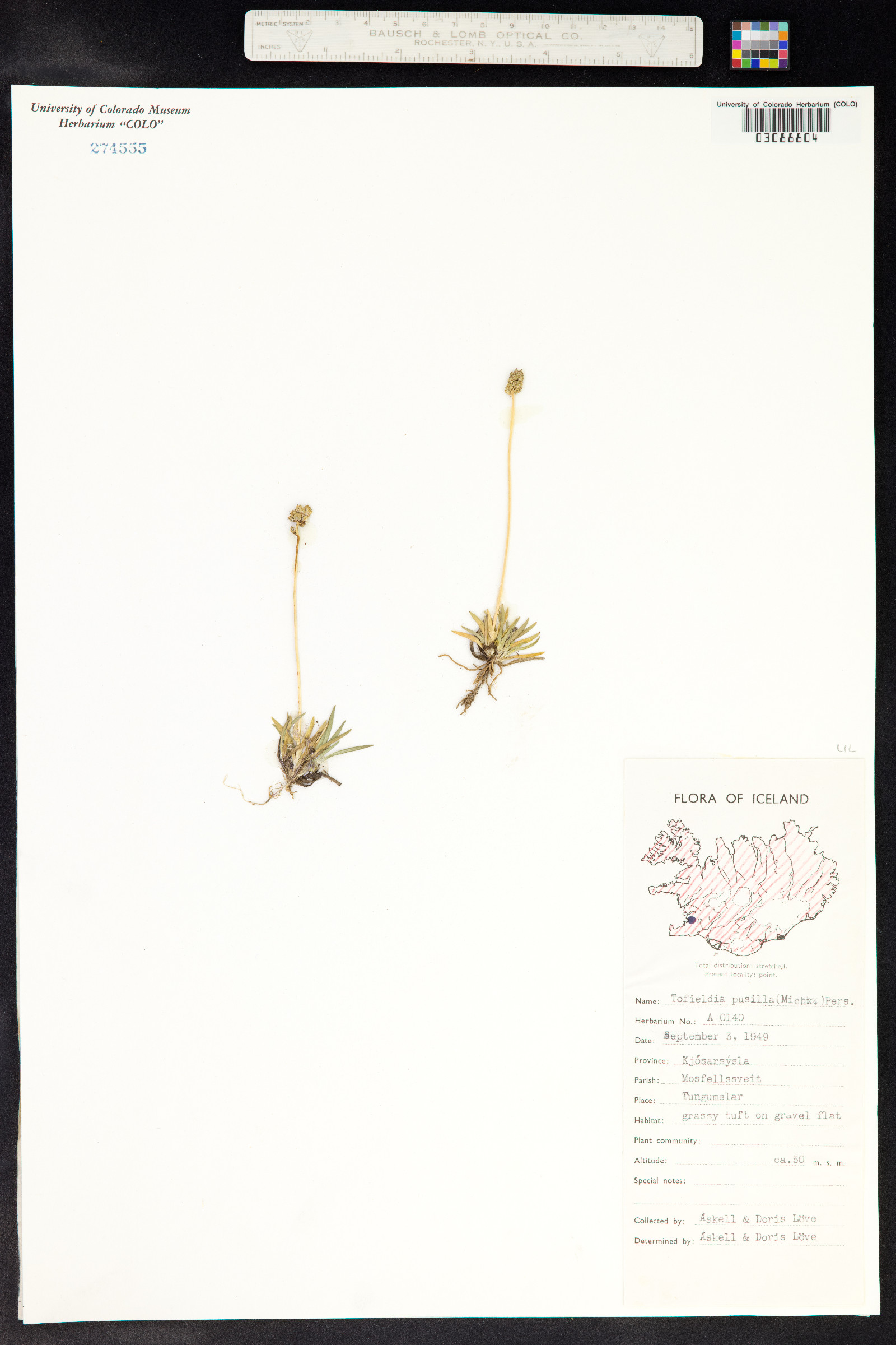 Tofieldia pusilla image