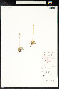 Tofieldia pusilla image