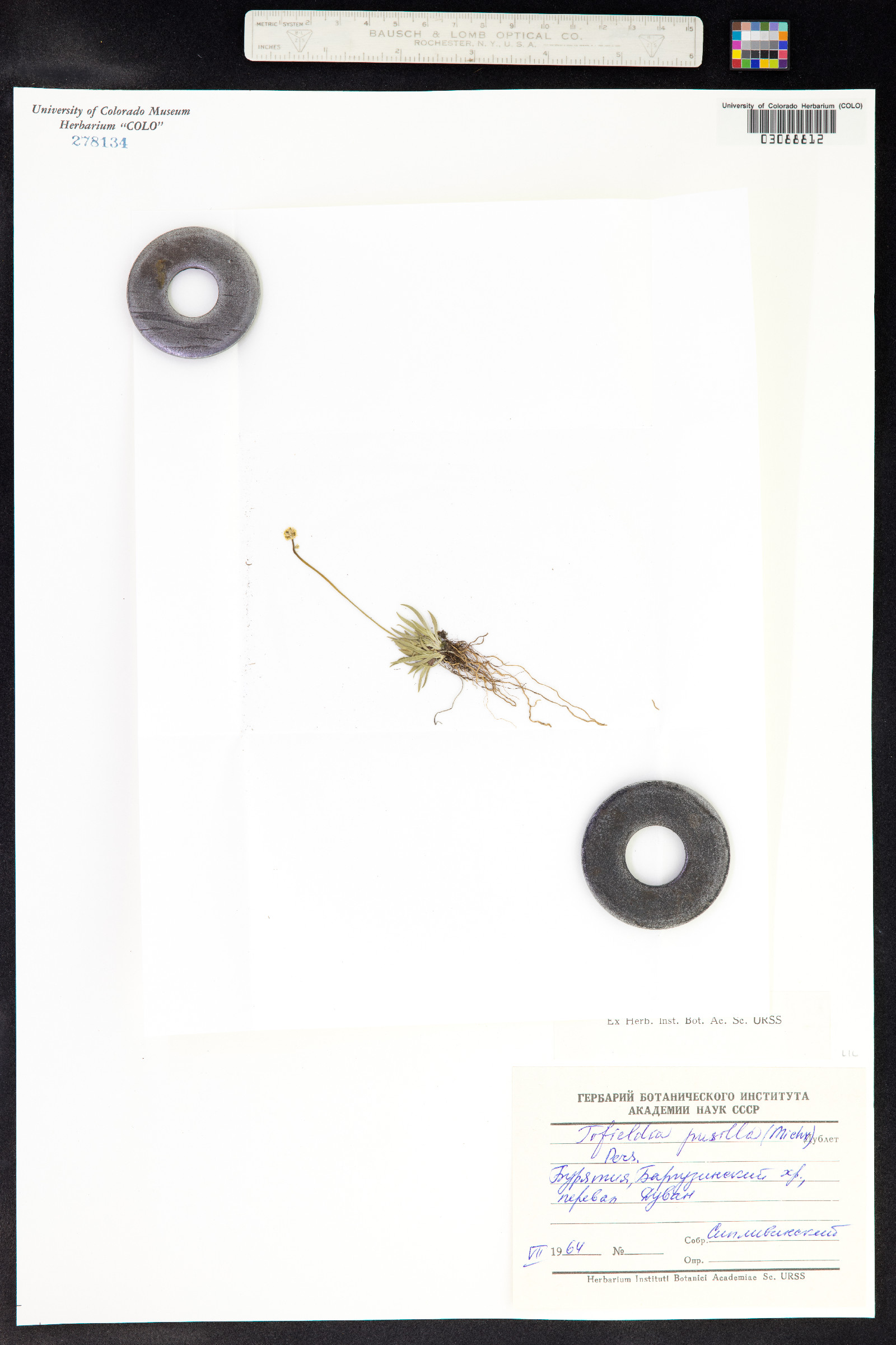 Tofieldia pusilla image