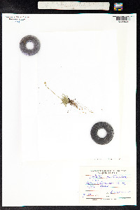 Tofieldia pusilla image