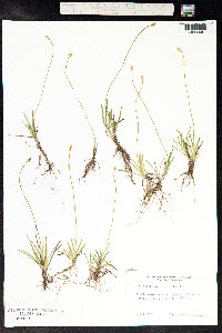 Tofieldia pusilla image