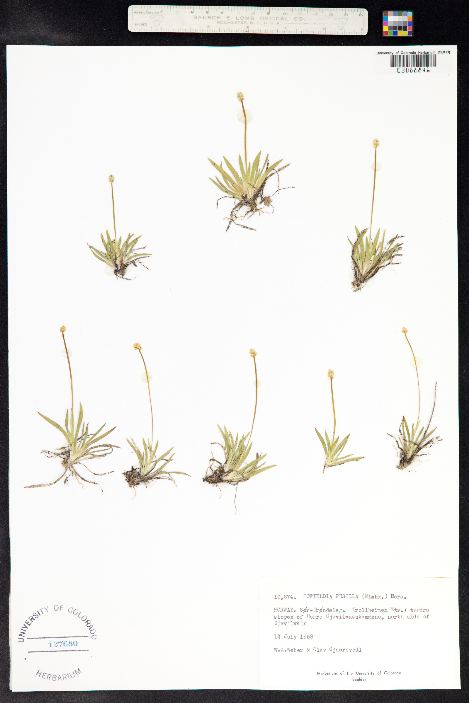Tofieldia pusilla image