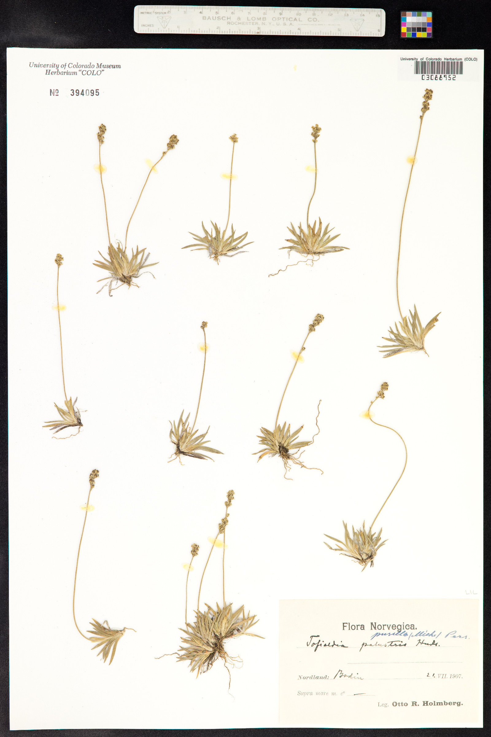 Tofieldia pusilla image