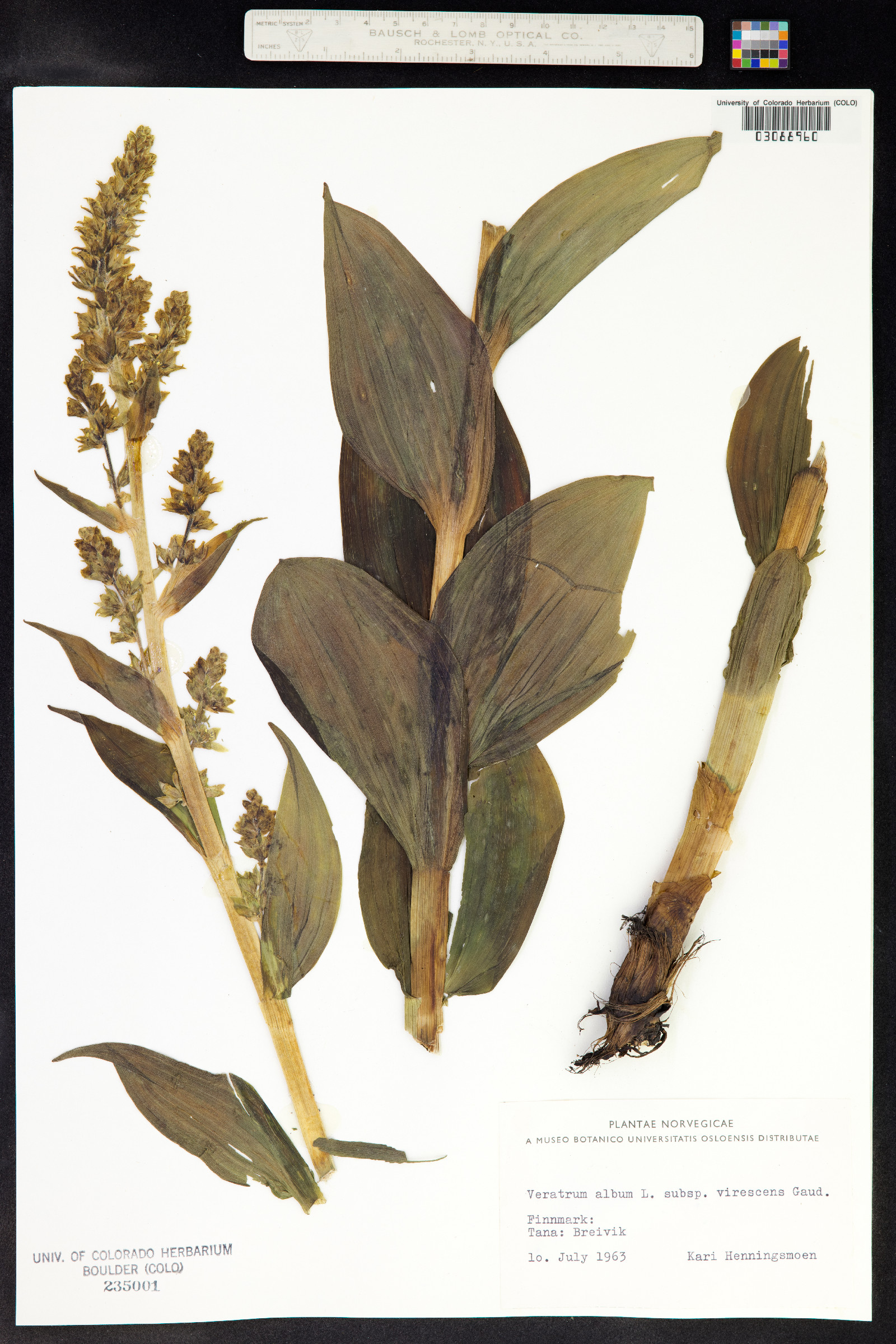Veratrum album image
