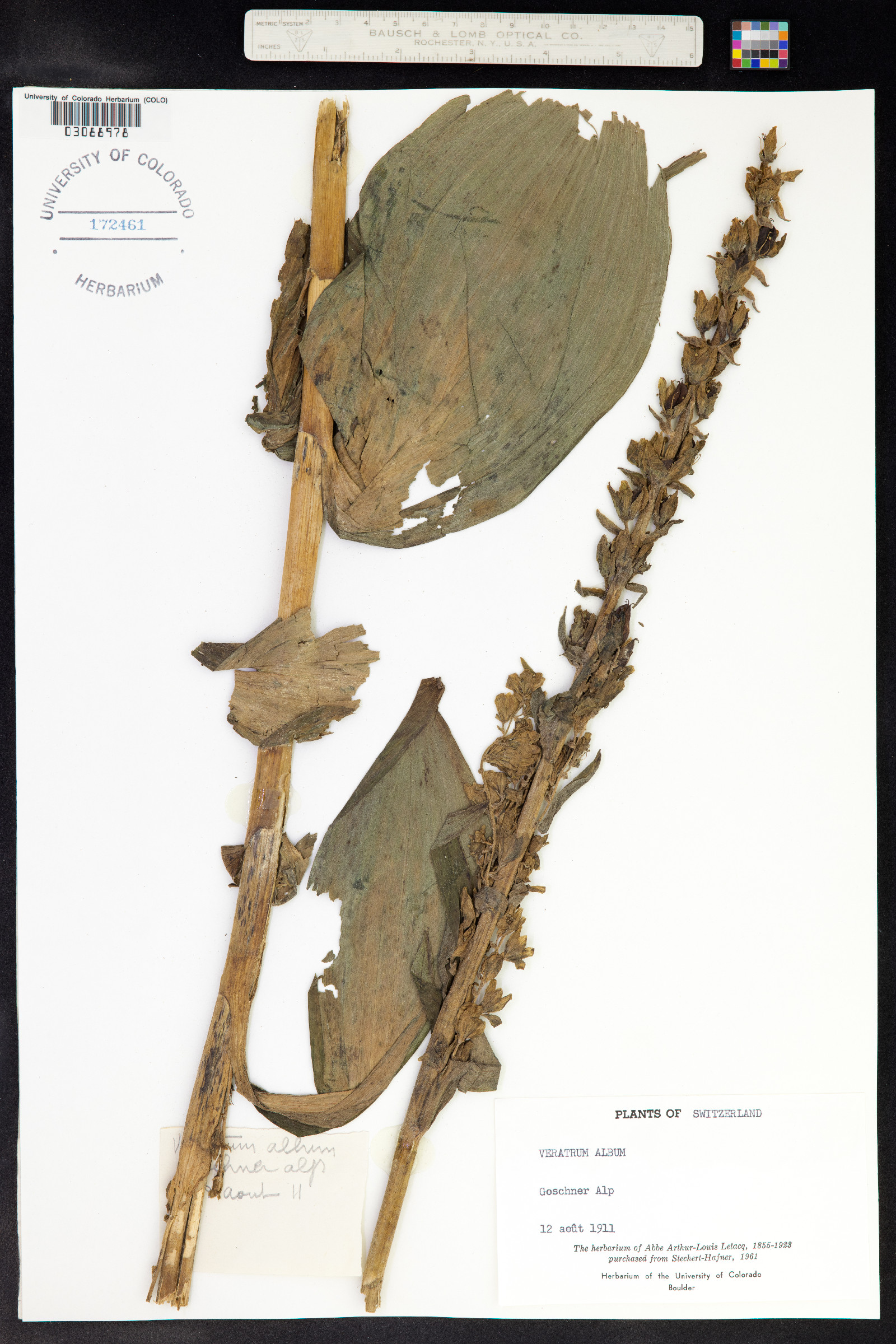 Veratrum album image