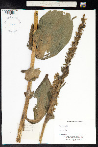 Veratrum album image